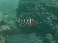 Roodborstlipvis [Cheilinus fasciatus]